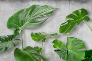 Fototapeta Liście Monstera — wzór 2