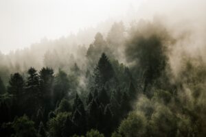 Fototapeta Las z Mgłą
