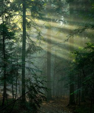 Fototapeta Promienie Słoneczne — wzór 2