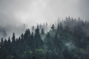 Fototapeta Opadająca Mgła — wzór 52901