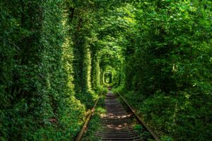 Fototapeta Leśny Tunel