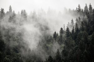 Fototapeta Szara Mgła — wzór 2