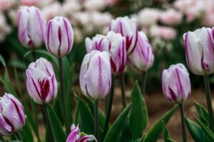 Fototapeta Piękno Tulipanów — wzór 3