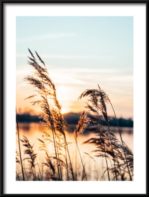 Plakat Wiotkie Trawy