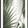 Plakat Ostra Palma