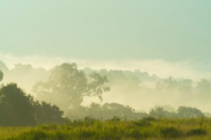 Fototapeta Las Tropikalny — wzór 55354
