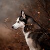 Fototapeta Opadająca Mgła — wzór 2