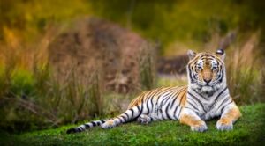 Fototapeta Tygrys Bengalski