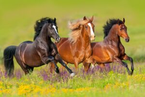Fototapeta Galop Koni