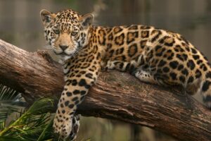 Fototapeta Jaguar Na Drzewie
