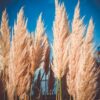 Fototapeta Botaniczny Wzór