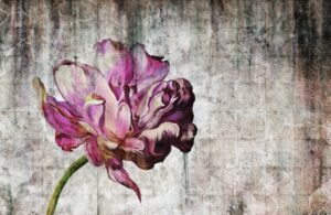 Fototapeta Peonia