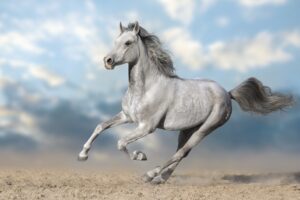 Fototapeta Poranny Galop