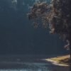 Fototapeta Most Wśród Trzcin