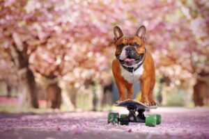 Fototapeta Buldog na Deskorolce