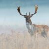 Fototapeta Los wśród Chmur