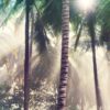 Fototapety Mewy Na Plaży
