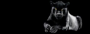Fototapeta Czarny Jaguar