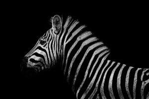 Fototapeta Zebra — wzór 2