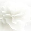 Fototapeta Biel w Czerni
