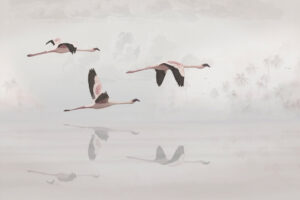 Fototapeta Flamingi w Locie