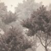 Fototapeta Króliczki Nad Różowym Miastem
