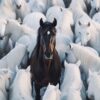 Fototapeta Słomiany Szlak